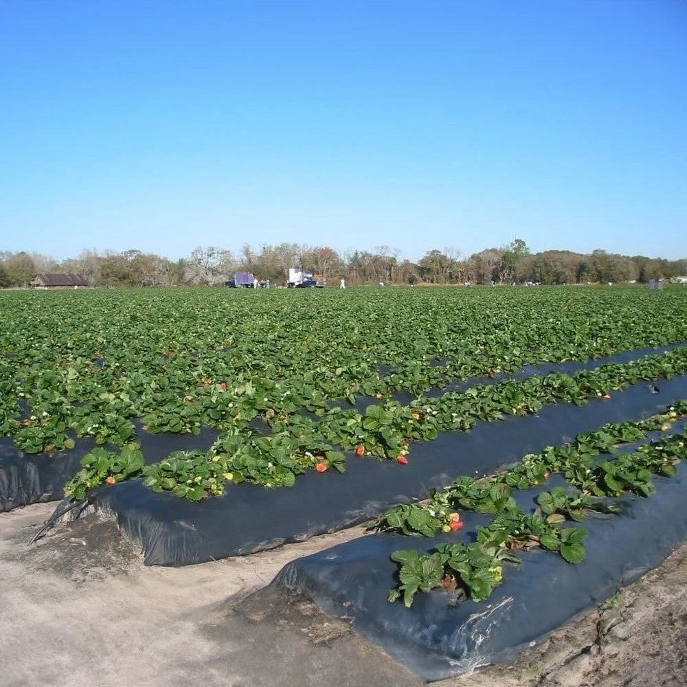 Folie neagră de mulcire 0,8 m x 50 m – protecție eficientă pentru culturi sănătoase - SolPlant.ro