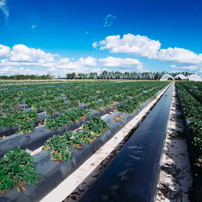 Folie neagră de mulcire 0,8 m x 50 m – protecție eficientă pentru culturi sănătoase - SolPlant.ro