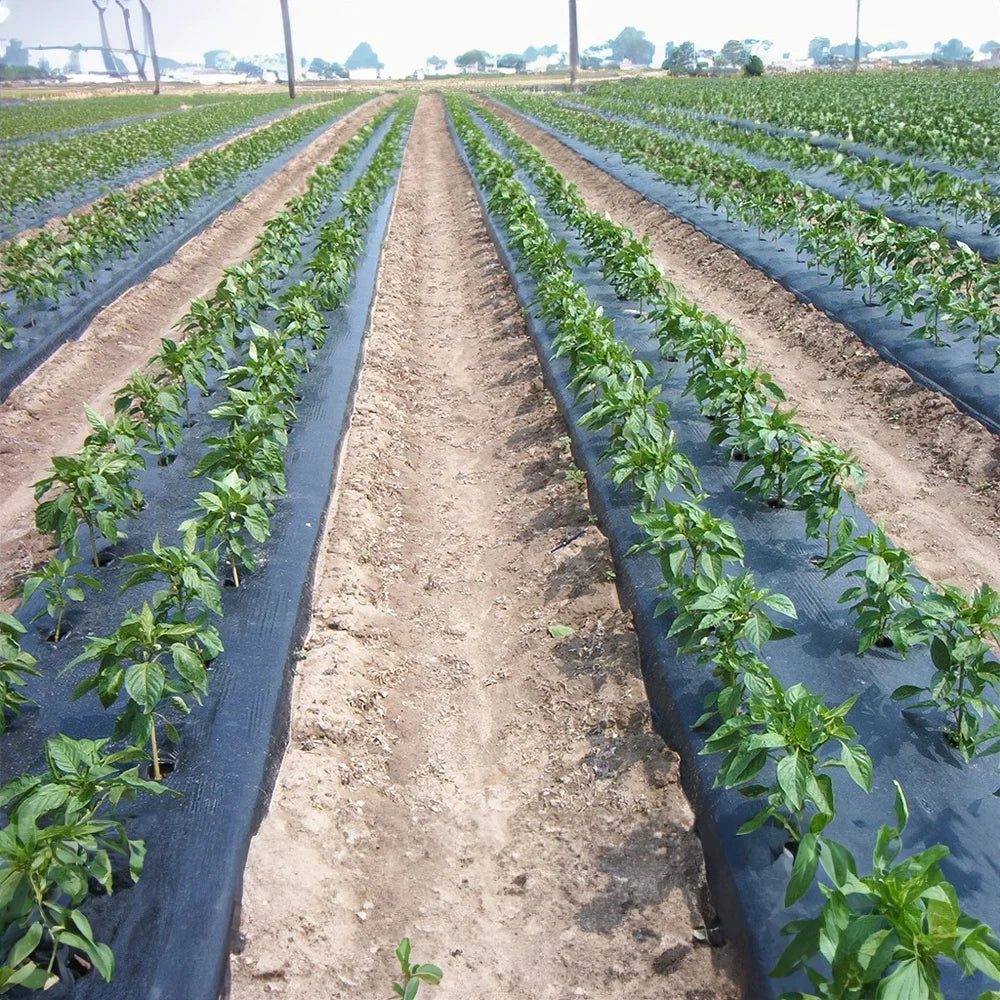 Folie neagră de mulcire 0,8 m x 50 m – protecție eficientă pentru culturi sănătoase - SolPlant.ro