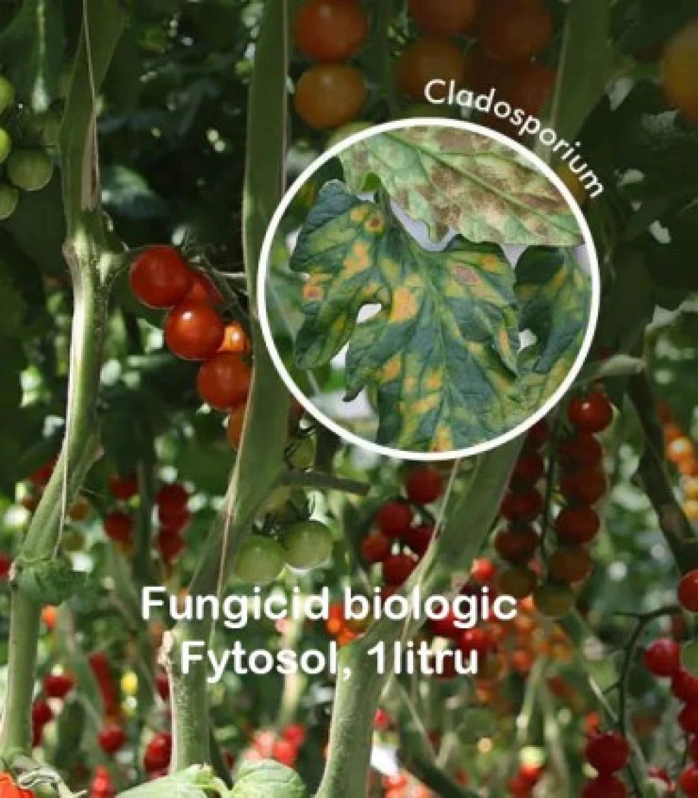 fungicid-biologic-actiune-preventiva-manei-alternariozei-fytosol