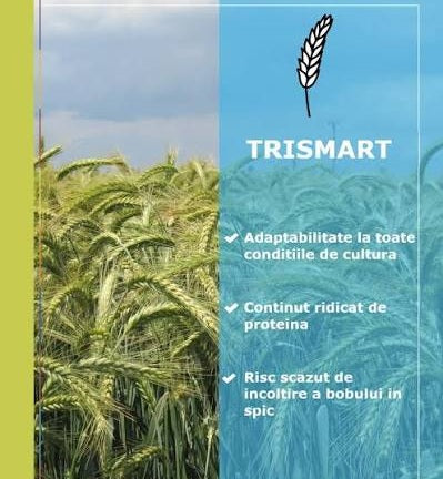 Triticale Trismart  C1 - Samanta Soi Semitardiv, Continut Ridicat de Proteina