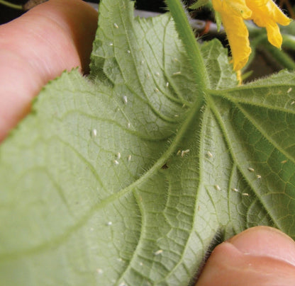 ZAPEX, tratament insecticid ecologic , cu rol de prevenție și combatere a dăunătorilor Tuta absoluta și Musculița albă