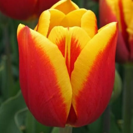 Lalea roșu-galbenă – Tulipa ‘Kees Nelis’