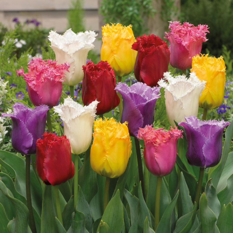 Lalele franjurate mix – Tulipa ‘Crispa Mix’