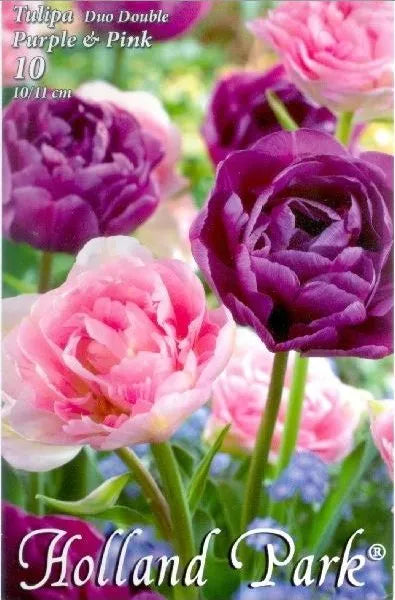 Lalele duble mix mov-roz – Tulipa ‘Duo Double Purple & Pink’