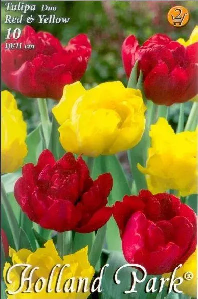 Lalele mix roșu-galben – Tulipa ‘Duo Royal Couple’