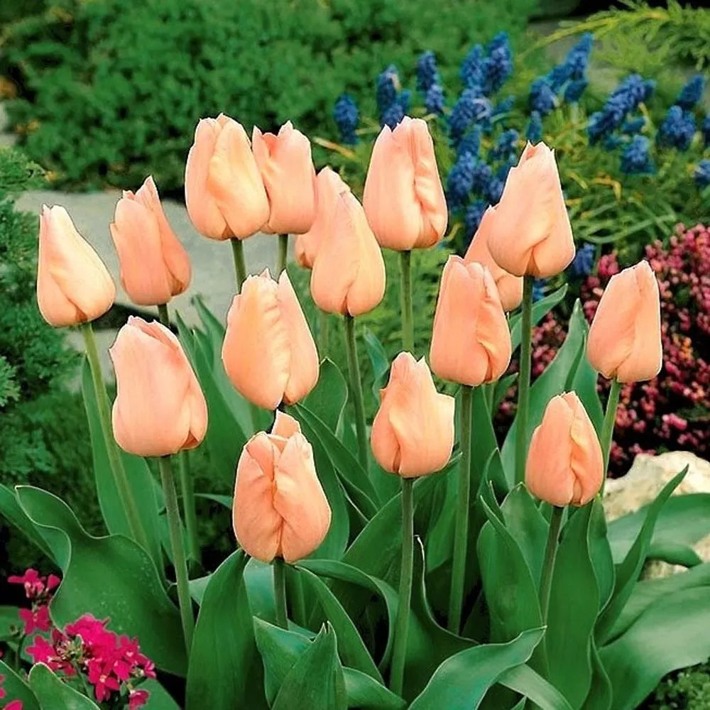 Lalea roz-somon – Tulipa ‘Apricot Beauty’