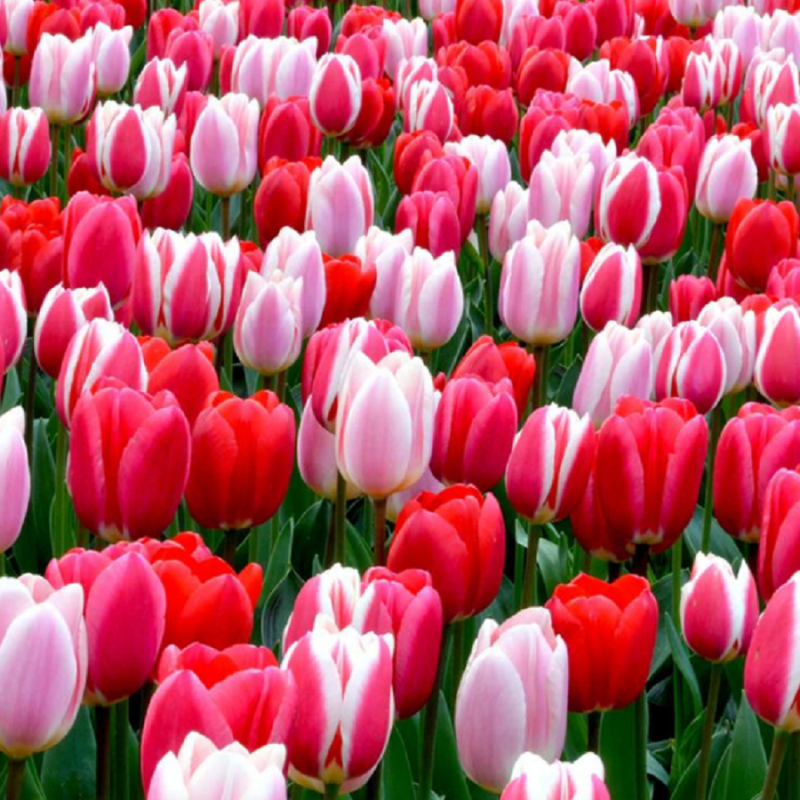 Lalea dublă roz cu margini albe – Tulipa ‘Queensland’