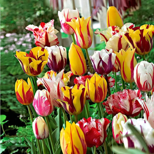 Lalele mix de tip crin – Tulipa ‘Lily Flowered Mix’
