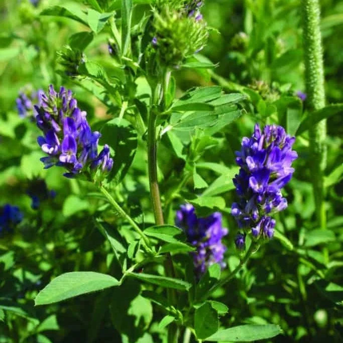 Lucerna Gea SuperMix Drajată - Samanta Tratata cu Rhizobium - Regenerare Rapida, Rezistenta Seceta si Frig - Medicago Sativa
