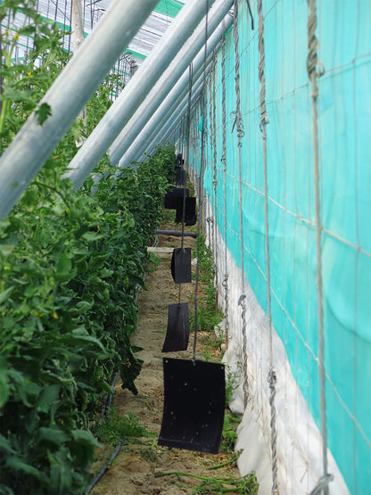 Capcane lipicioase negre Sticky Trap Black – monitorizare Tuta absoluta