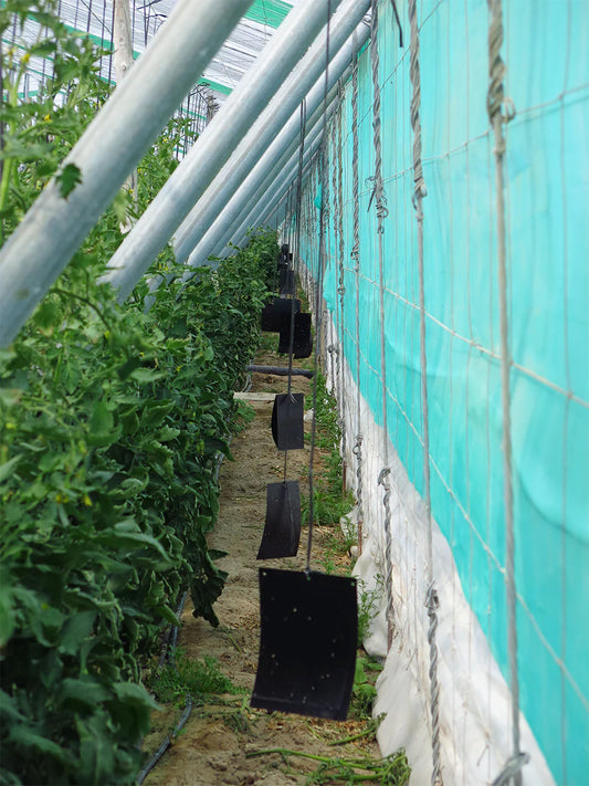 Capcane lipicioase negre Sticky Trap Black – monitorizare Tuta absoluta