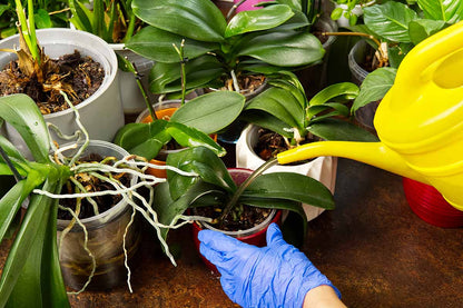 Îngrășământ lichid pentru orhidee – nutriție echilibrată și plante sănătoase