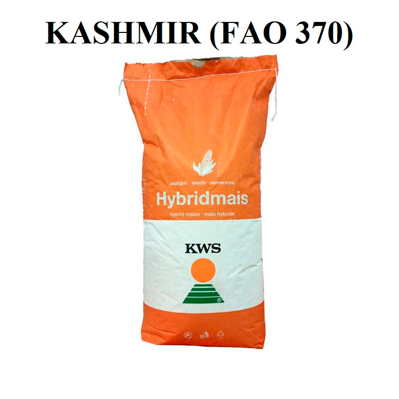 Porumb KWS KASHMIR – hibrid semitimpuriu FAO 370 | PLUS4GRAIN 25 000 boabe