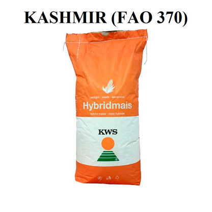 Porumb KWS KASHMIR – hibrid semitimpuriu FAO 370 | PLUS4GRAIN 25 000 boabe
