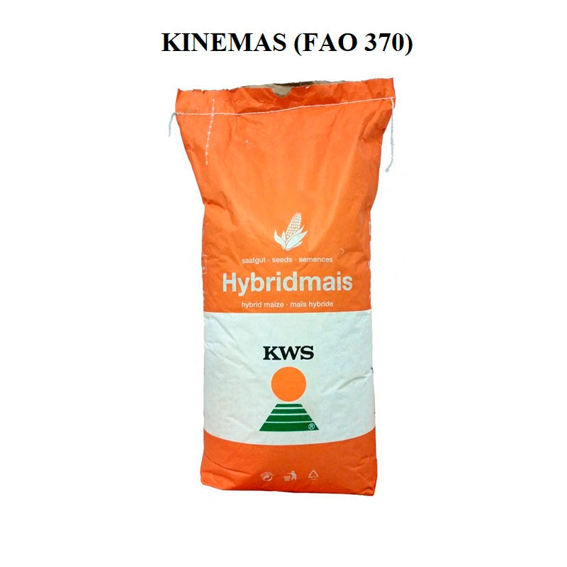 Porumb KINEMAS FAO 370 – hibrid tardiv pentru producții mari | KWS 25 000 BOABE