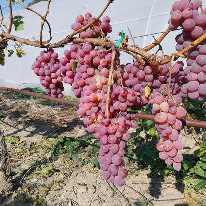 Butași de viță-de-vie – material săditor pentru culturi sănătoase - SolPlant.ro