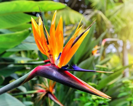https://semintetop.ro/media/Product/338/resized640_Seminte%20Flori%20Strelitzia%20Pasarea%20Paradisului,%201%20gram,%20OPAL.webp