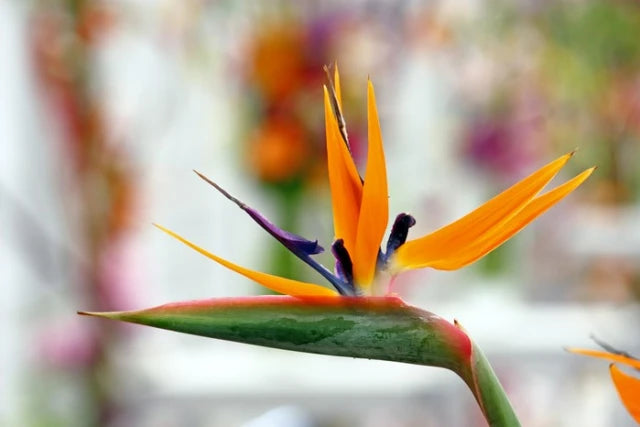 https://semintetop.ro/media/Product/338/resized640_seminte--flori--strelitzia--pasarea--paradisului--1--gram--opal--seq-2.webp