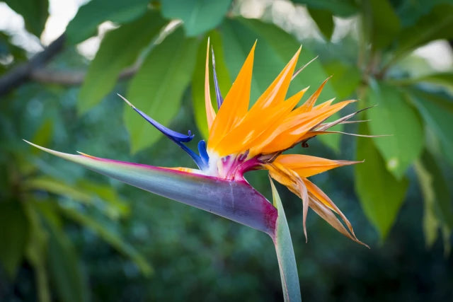https://semintetop.ro/media/Product/338/resized640_seminte--flori--strelitzia--pasarea--paradisului--1--gram--opal--seq-3.webp