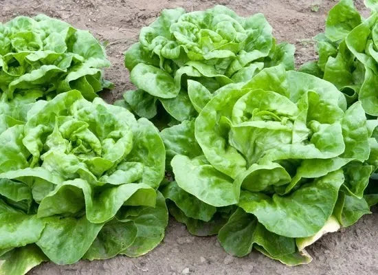 Salată de Iarnă Imperial Winter - Seminte Rezistenta la Frig