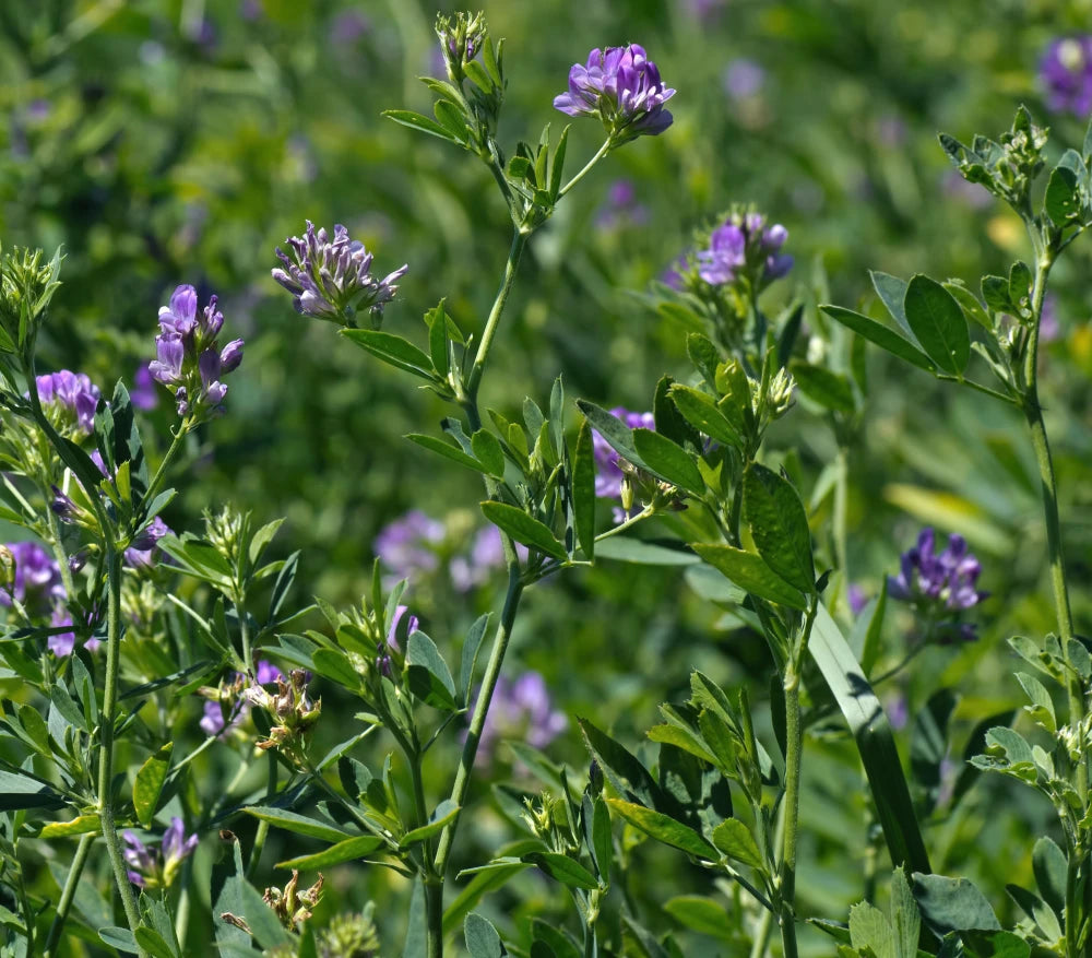 Semințe Lucernă Românească Dobrogea – Medicago Sativa – Fân, Masă Verde, Pășune – Producție Mare și Rezistență Excelentă