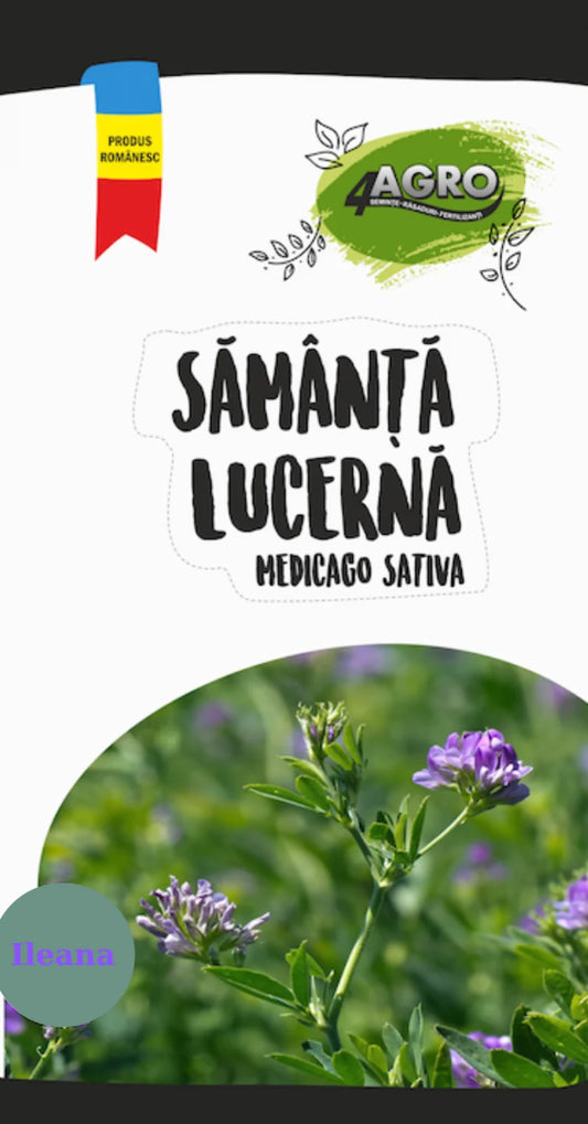 Semințe de lucernă Ileana C1 (Medicago Sativa) – soi românesc productiv, rezistent la secetă