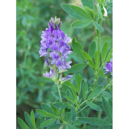 Semințe de lucernă Valahia C1 (Medicago Sativa) – producție mare, proteină ridicată, rezistentă la secetă