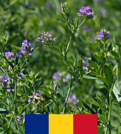 Semințe de lucernă Valahia C1 (Medicago Sativa) – producție mare, proteină ridicată, rezistentă la secetă
