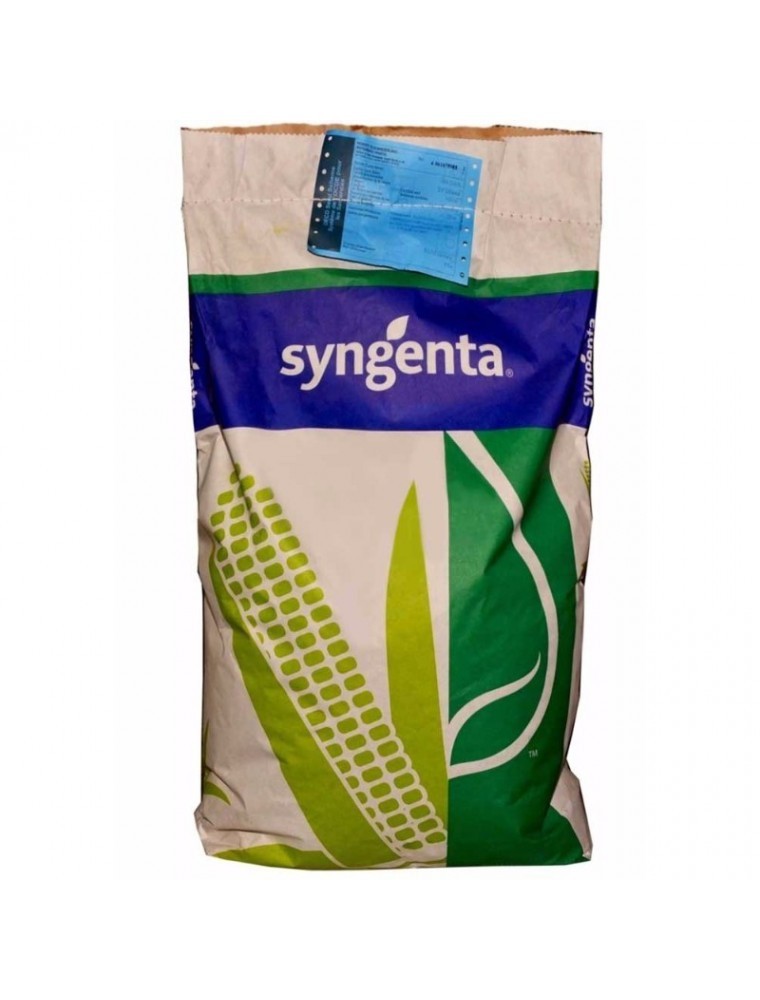 Semințe porumb SY ZEPHIR – hibrid semi-timpuriu FAO 390 | Syngenta - SolPlant.ro