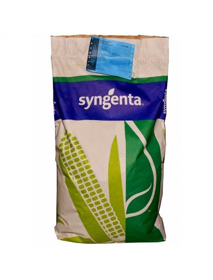 Semințe porumb SY ZEPHIR – hibrid semi-timpuriu FAO 390 | Syngenta - SolPlant.ro