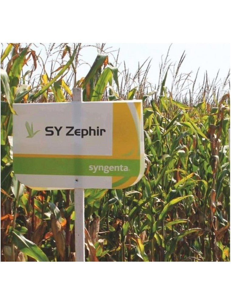 Semințe porumb SY ZEPHIR – hibrid semi-timpuriu FAO 390 | Syngenta - SolPlant.ro