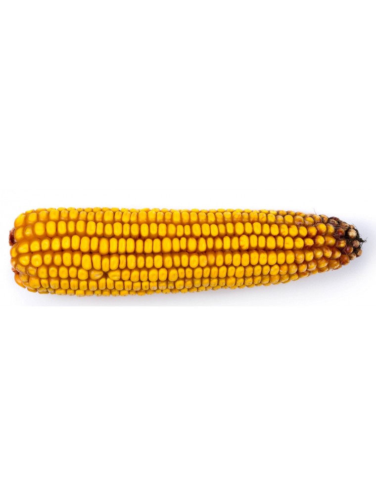 Semințe porumb SY ZEPHIR – hibrid semi-timpuriu FAO 390 | Syngenta - SolPlant.ro