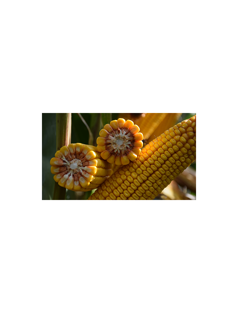 Semințe porumb SY ZEPHIR – hibrid semi-timpuriu FAO 390 | Syngenta - SolPlant.ro
