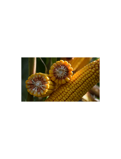 Semințe porumb SY ZEPHIR – hibrid semi-timpuriu FAO 390 | Syngenta - SolPlant.ro