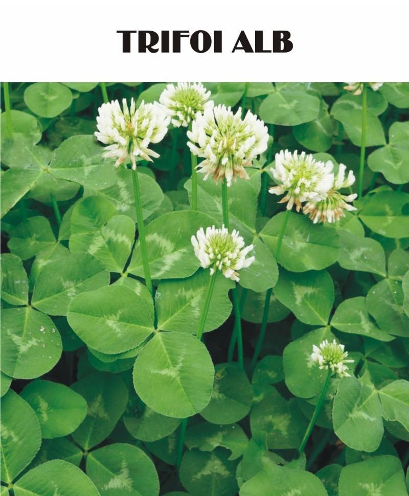 Trifoi Alb Drajat C1 - Samanta Soi Alb Pitic Rivendel - Trifolium Repens - Gazon si Livezi