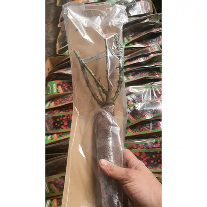 Trandafir Teahibrid Ravel – Roz Intens, Flori Mari de 13 cm