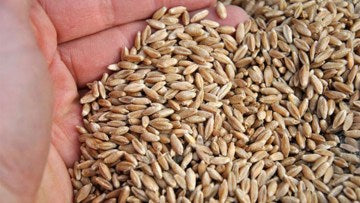 Triticale Trismart  C1 - Samanta Soi Semitardiv, Continut Ridicat de Proteina