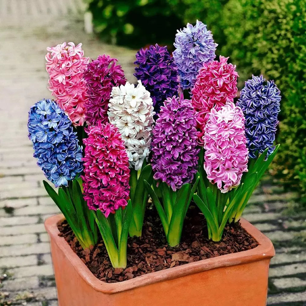 Zambile mix – Hyacinthus Mix