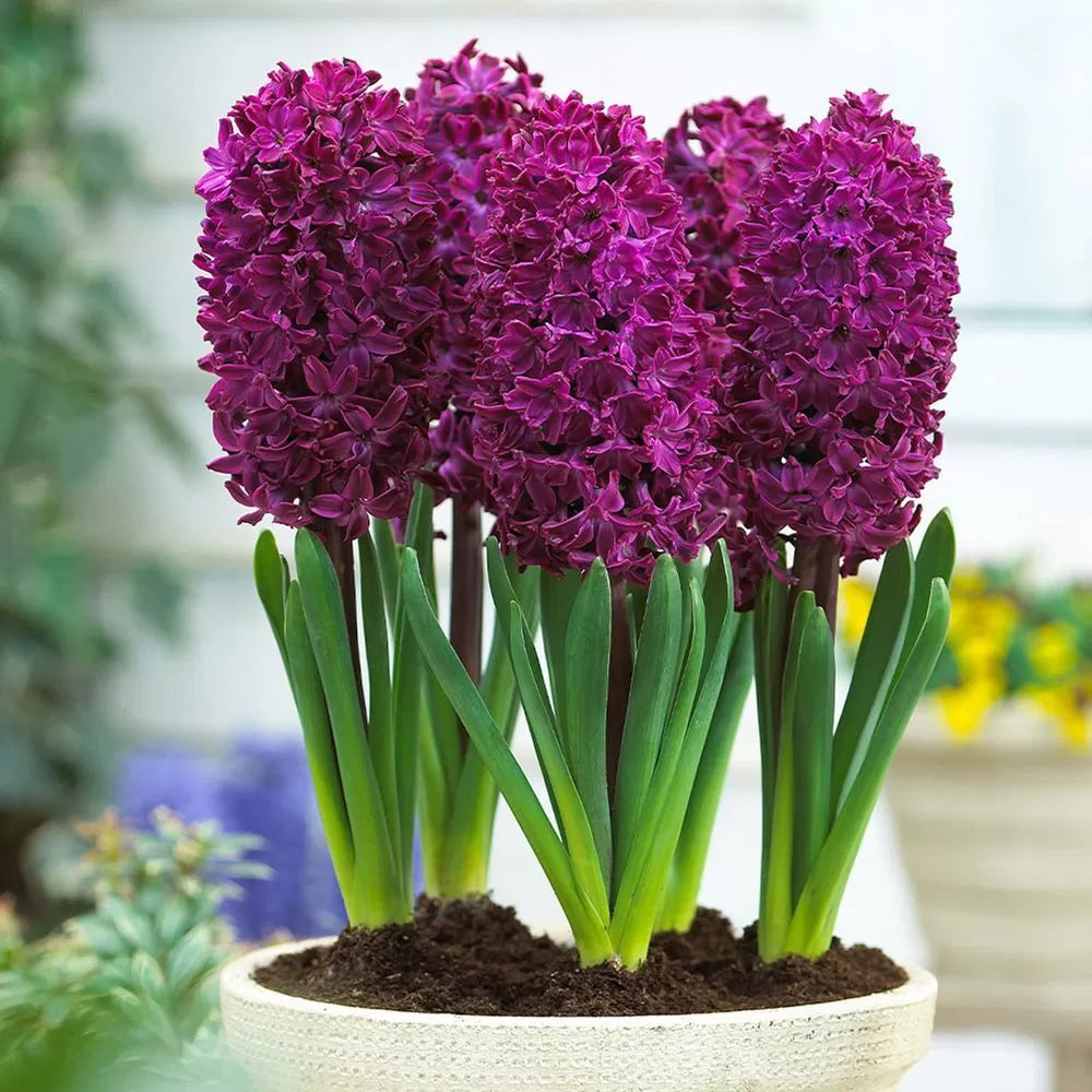 Zambilă violet Hyacinthus ‘Woodstock’