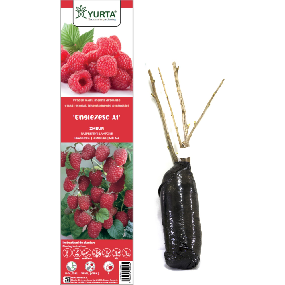 Zmeur productiv – arbust fructifer cu fructe de calitate superioară