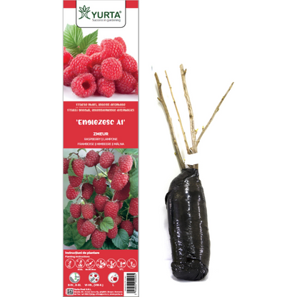 Zmeur productiv – arbust fructifer cu fructe de calitate superioară